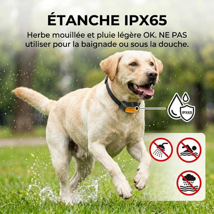Collier Anti-Aboiement Spray Citronnelle pour Chien – Automatique & Télécommandé, Méthode Douce sans Choc, Rechargeable IPX65, 150m – Petits et Grands Chiens