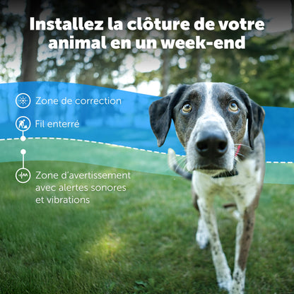 PetSafe - Collier Récepteur pour Clôture Souterraine pour Chiens Têtus Étanche & À Piles, Collier Entraînement Invisible Réglable - pour Chiens De Plus De 6 Mois Pesant 3,6 Kg Et Plus