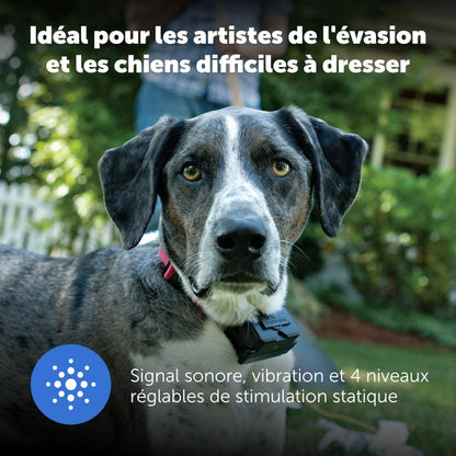 PetSafe - Collier Récepteur pour Clôture Souterraine pour Chiens Têtus Étanche & À Piles, Collier Entraînement Invisible Réglable - pour Chiens De Plus De 6 Mois Pesant 3,6 Kg Et Plus