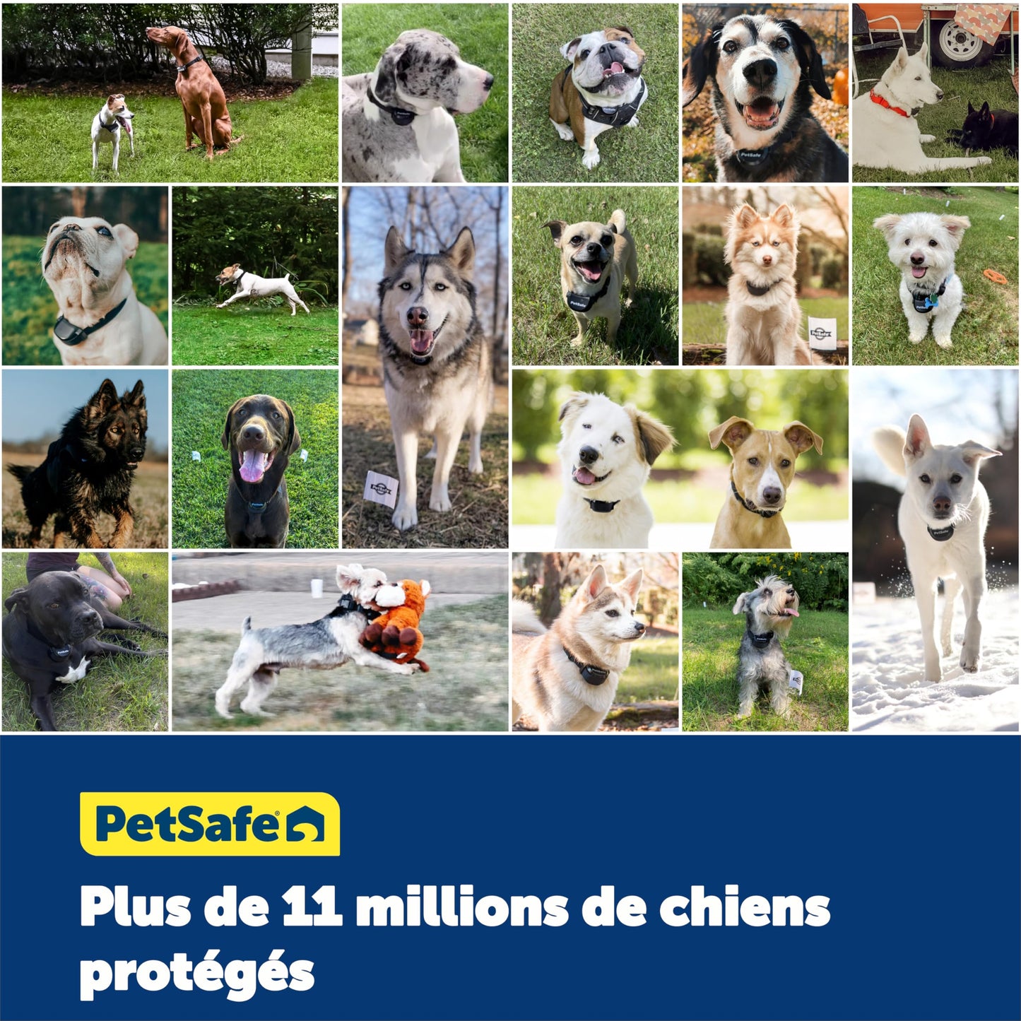 PetSafe - Collier Récepteur pour Clôture Souterraine pour Chiens Têtus Étanche & À Piles, Collier Entraînement Invisible Réglable - pour Chiens De Plus De 6 Mois Pesant 3,6 Kg Et Plus
